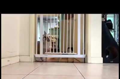 Cat vs. Doggo