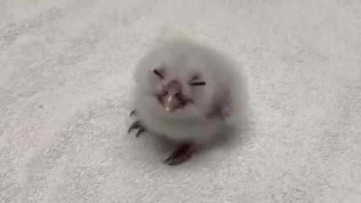 wunkus