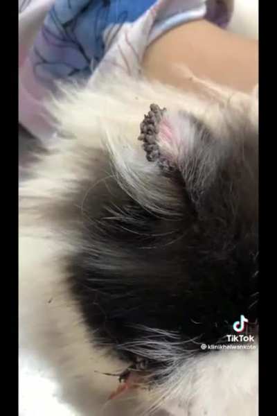 Tick on a cat
