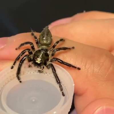 Here is my Hyllus diardi drinking some water.