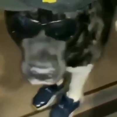 Sick dog
