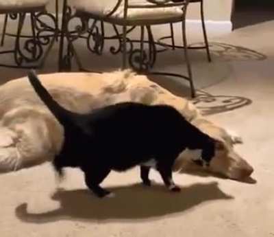 Chonk on the move
