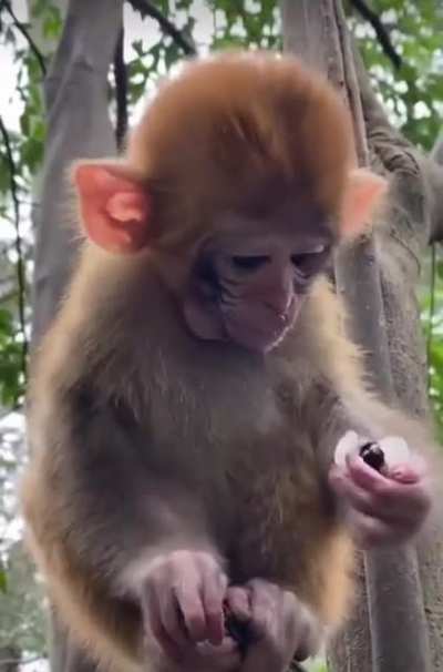 Monke