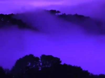 purple rule