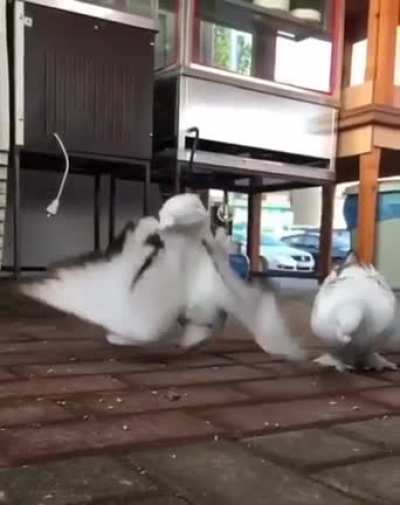 Agile Chonk