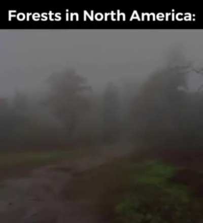 Forests