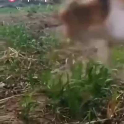 Хоба!