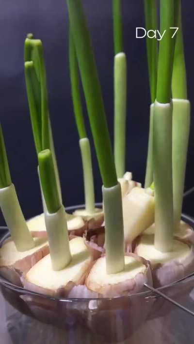 12-day garlic greens regrowth timelapse