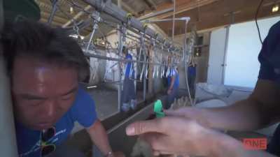 Vegan nearly DECAPITATED while on mission