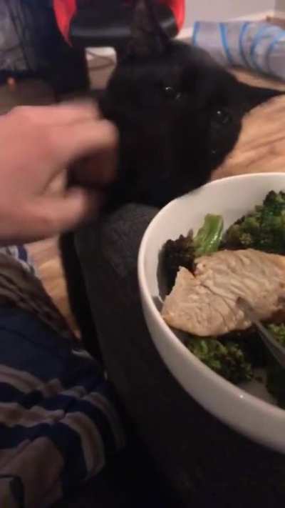 Anyone else have a polite food thief? I always give him a fair serving of chicken, but it&rsquo;s never enough. (Sorry about the snot strings, he has allergies.)