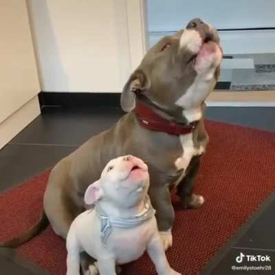 Puppy: "am I doing it right?"