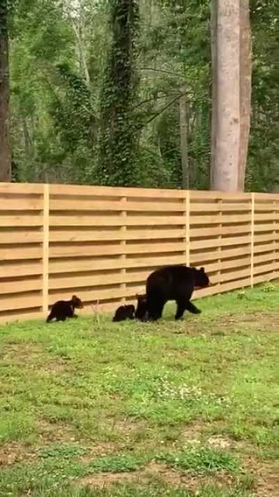 🐻 Mother Bear has her paws full 🐾