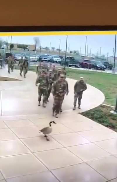 Talk to me Goose&hellip;