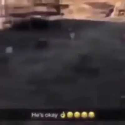 Dog flip?!?!?!