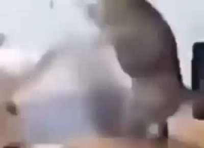 🗿