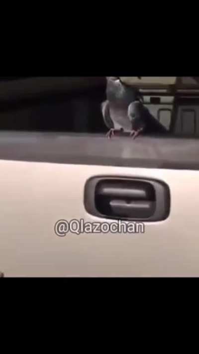 BeelcitosMemes - Video #6098