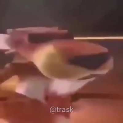 Chester pornstar