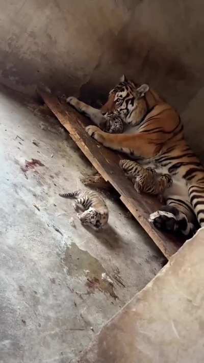 Careful mama