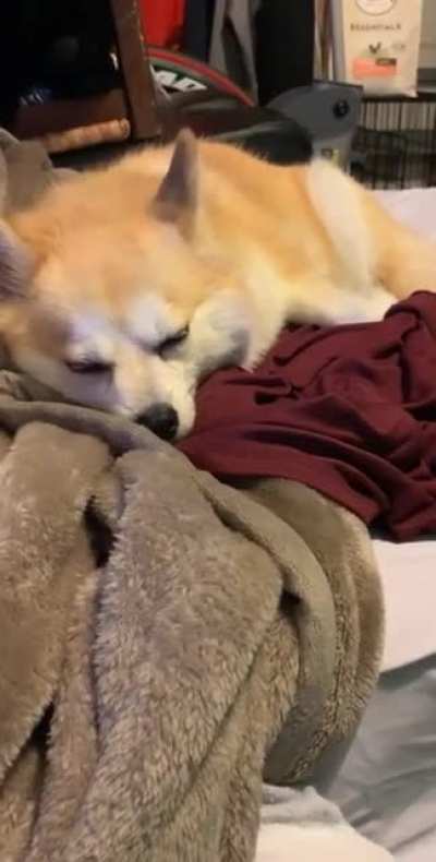 [OoT] My dogs name is Zelda. Whenever I play Zelda&rsquo;s Lullaby (from Legend of Zelda: Ocarina of Time) she always falls asleep. Zelda&rsquo;s lullaby really IS Zelda&rsquo;s lullaby.