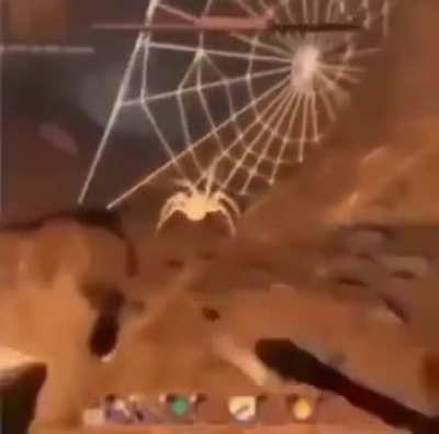Little spider
