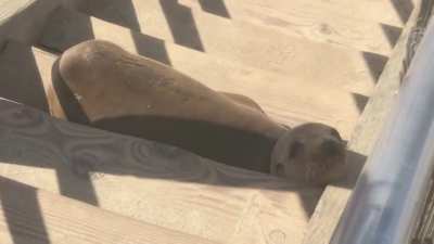 Sleepy Seal ain&rsquo;t movin&rsquo;