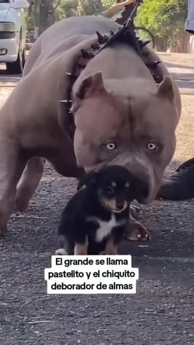 C&oacute;mo debe de ser 🗿