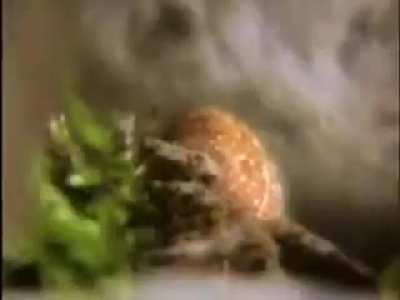 Giving spiders drugs