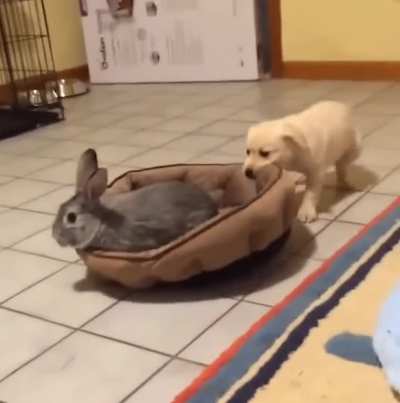 Puppy Wants The Bed Too. 💕