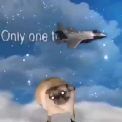 Doginho