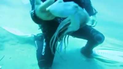 🔥Playful tiny octopus... Watch until the end.. 😊