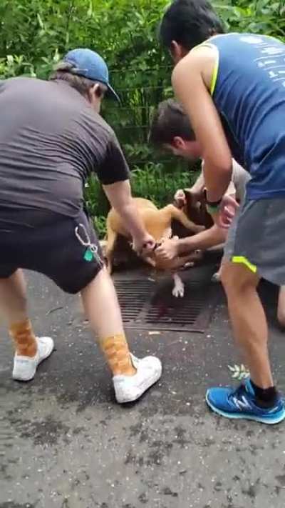 What y&rsquo;all woulda did if this was yo dog? (Happened in Fort Greene BK)
