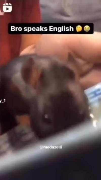 Moldy rat