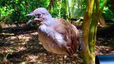 The Amazing Lyrebird: The Best Songbird!