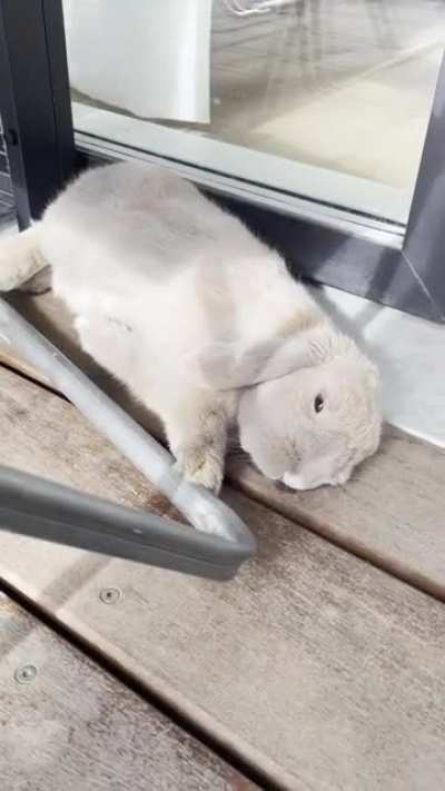 He puts the Lop in flop