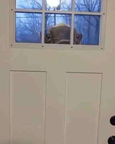 Nosy neighbor