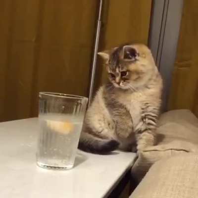 touch the lemon