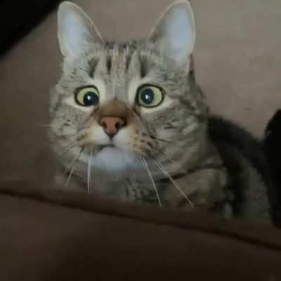 The great hunter stalks it's prey
