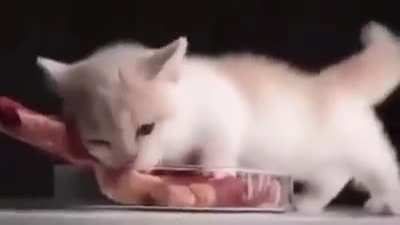 The ravenous scourge 