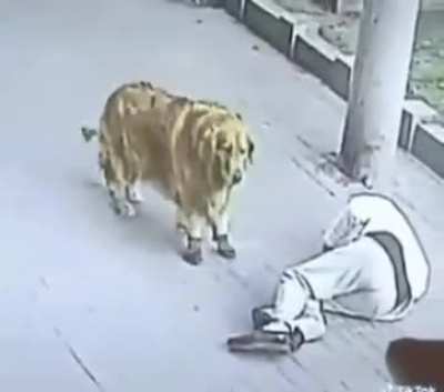 Cachorro d&ecirc; t&ecirc;nis