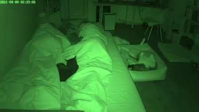 Bedtime time lapse shot with the pets