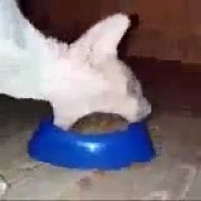 mlody cat