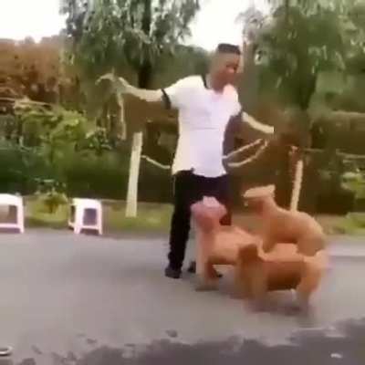 This man skips rope with three puppies. A fourth puppy carefully watches the rope before joining in at the right moment. Amazing skill.