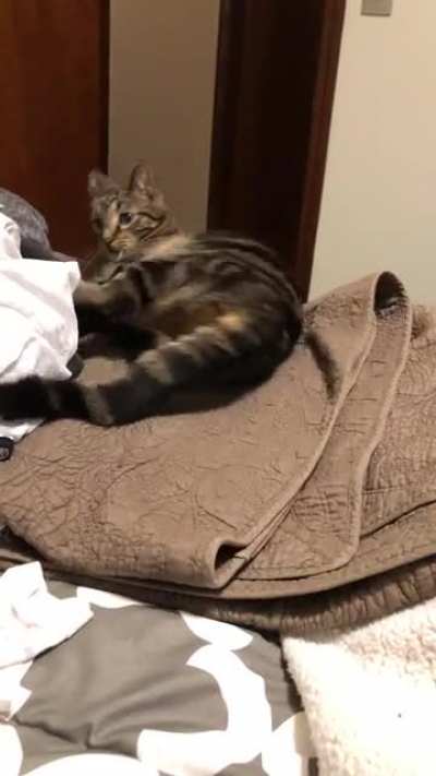 I thought cats outgrew the &ldquo;I don&rsquo;t get that my tail is a part of me&rdquo; phase. Apparently not mine.
