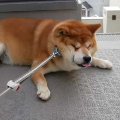 Cute chad doggos