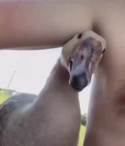 Swansoff