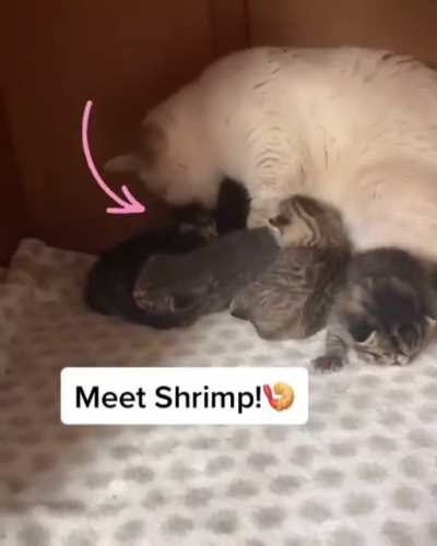 Adorable