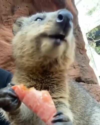 nom nom nom nom