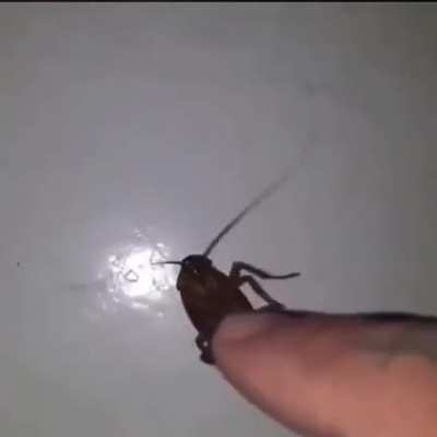 My favourite baby, Roachie.