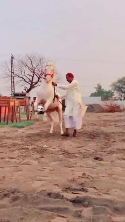 Sultan ul Ashiqeen&rsquo;s Horse Chan
