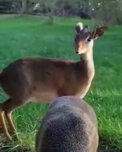 Two round dik-diks feasting